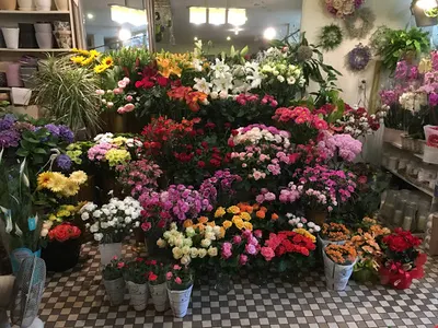 Kwiaty u Agaty / Haga Oriental